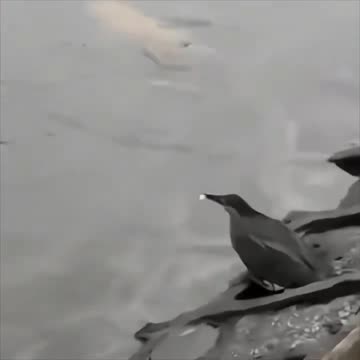 Heron using bread as fishing bait.. 👌