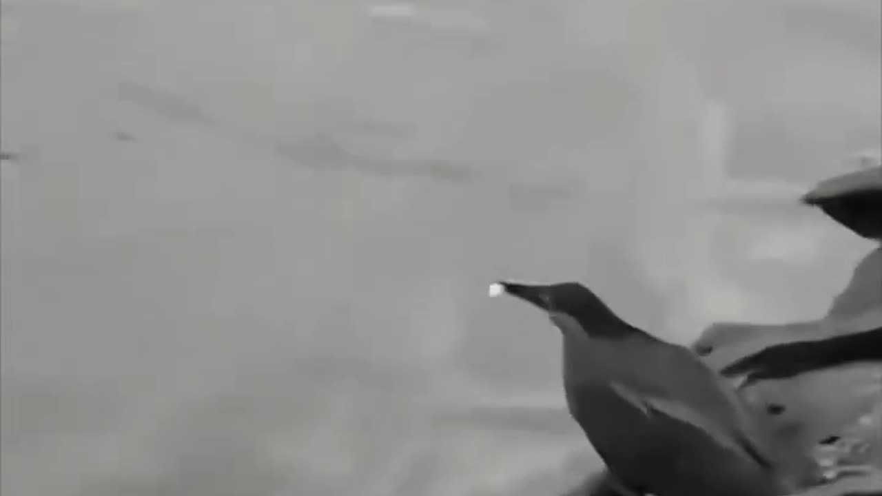 Heron using bread as fishing bait.. 👌