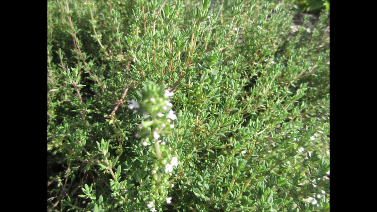 Thyme To Be Healthy Thyme Sept 2021