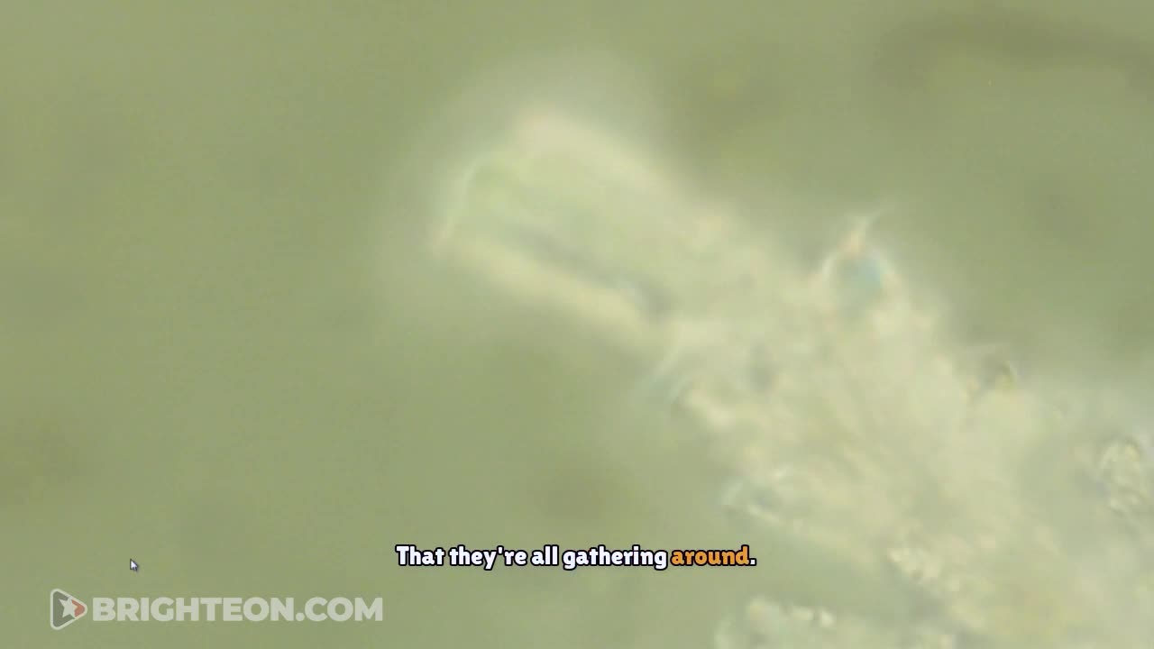 VIDEO: Chemtrail samples COME TO LIFE after incubation