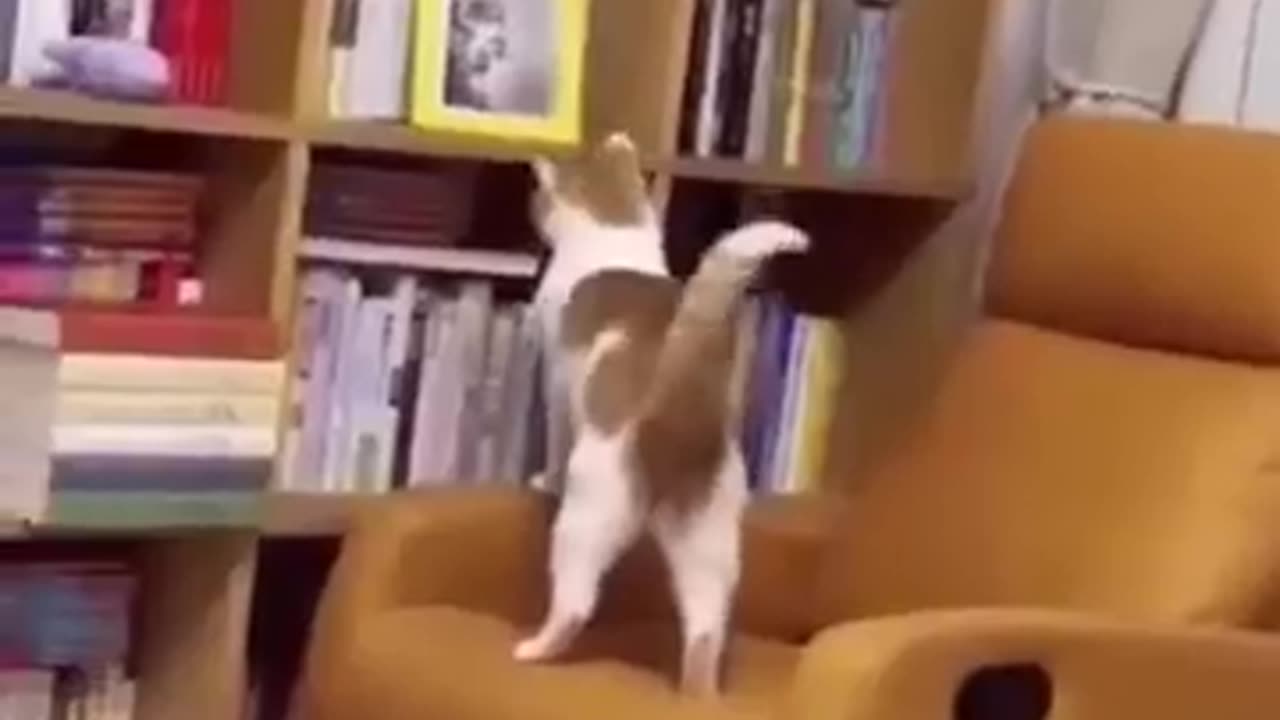 Funny animals