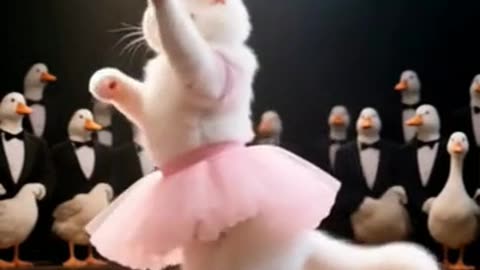 ballerina cat 1