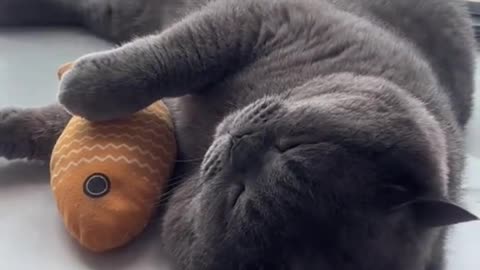 😸 "This Kitten Is as Lazy as You! 🛌😂"
