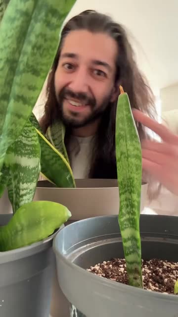 How to grow snake plant babies in water!