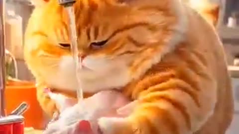 Funny AI Cat vs Rooster Animation | Hilarious Pet Shorts