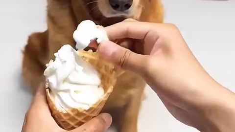 Funny videos