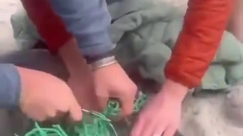Your daily reminder that this is what your plastic does to ocean life.