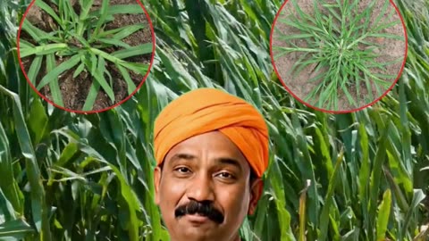 NACL Industries | Quality Crop Protection Solutions India