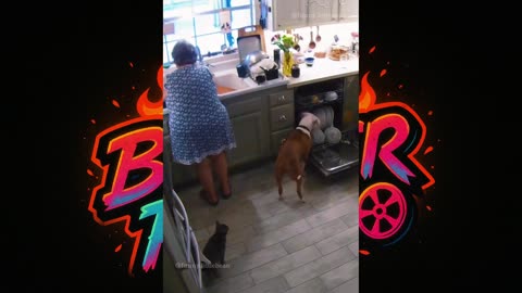 "Hilarious Pets Doing Crazy Things 🤣 | Funny Animal Fails"