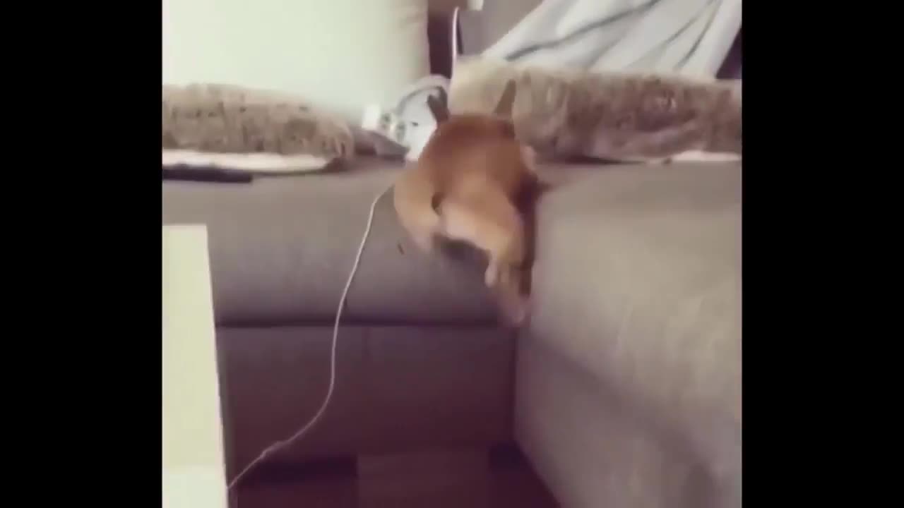 hilarious cat videos