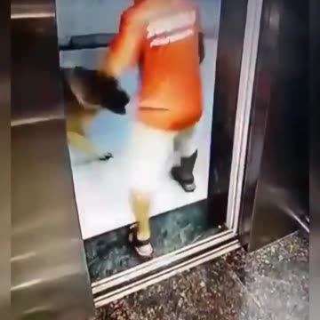 Dog Bites pajeet's Balls! Good dog! 😂🐶😂