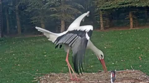 Jonas's particular reaction to Honzik's behavior🦩🔊🎶🎶😁😄