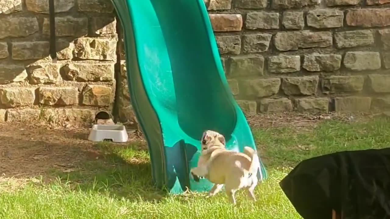 🤣🐕 My Pug Tries to Escape the Yard to Chase a Squirrel! | FunFM