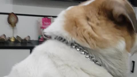 Chopsy ke ghar mein koi Aaya Hai🐶