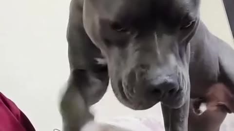 Funny Naughty Dogs
