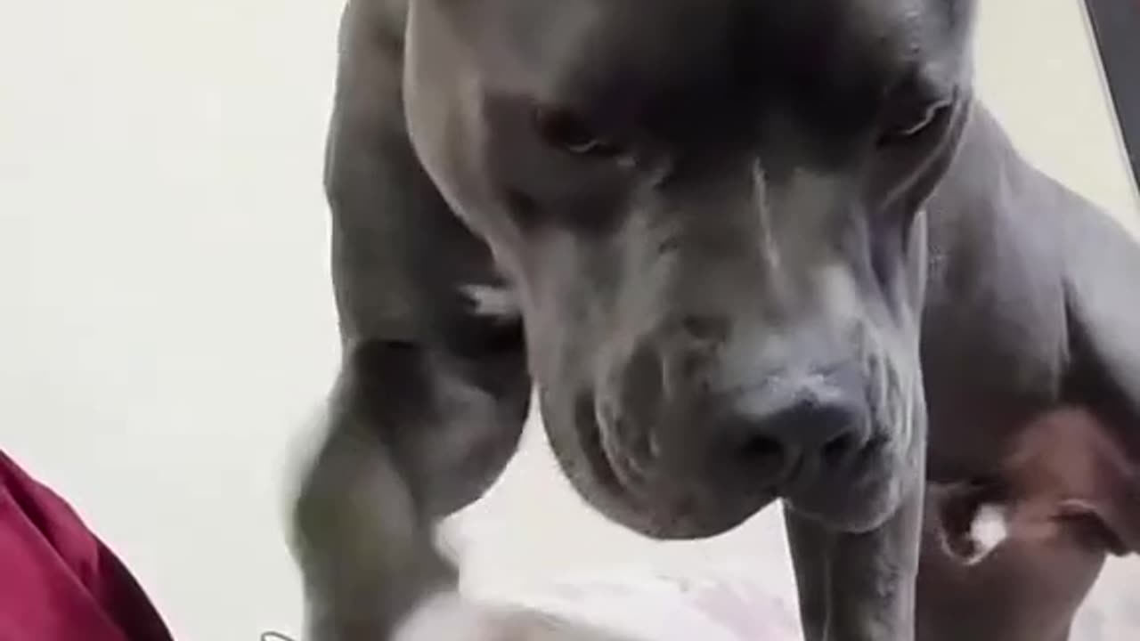 Funny Naughty Dogs