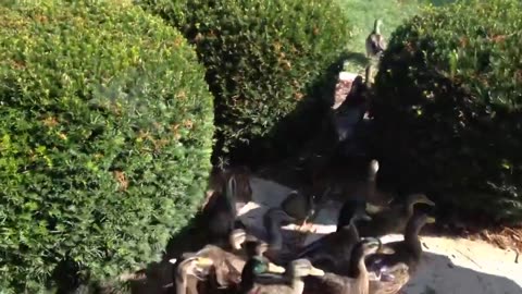 Ducks everywhere
