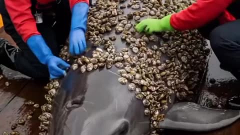 "Saving a Sea Giant from Suff »