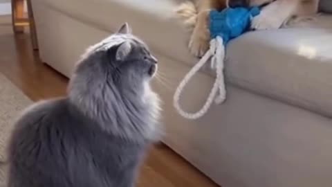 🐶😺 This Cat and Dog Friendship Will Melt Your Heart ❤️✨