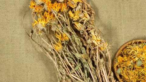 Episode 26: Calendula - The Golden Healer