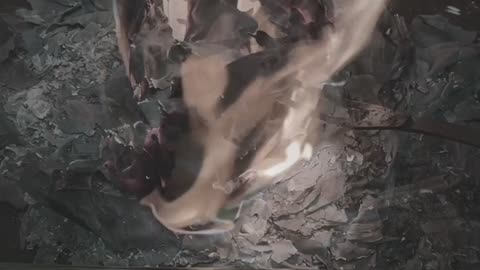 Tim Rifat TikTok Videos