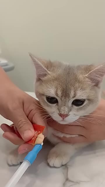 Cat hospital 고양이 병원 kitten medication