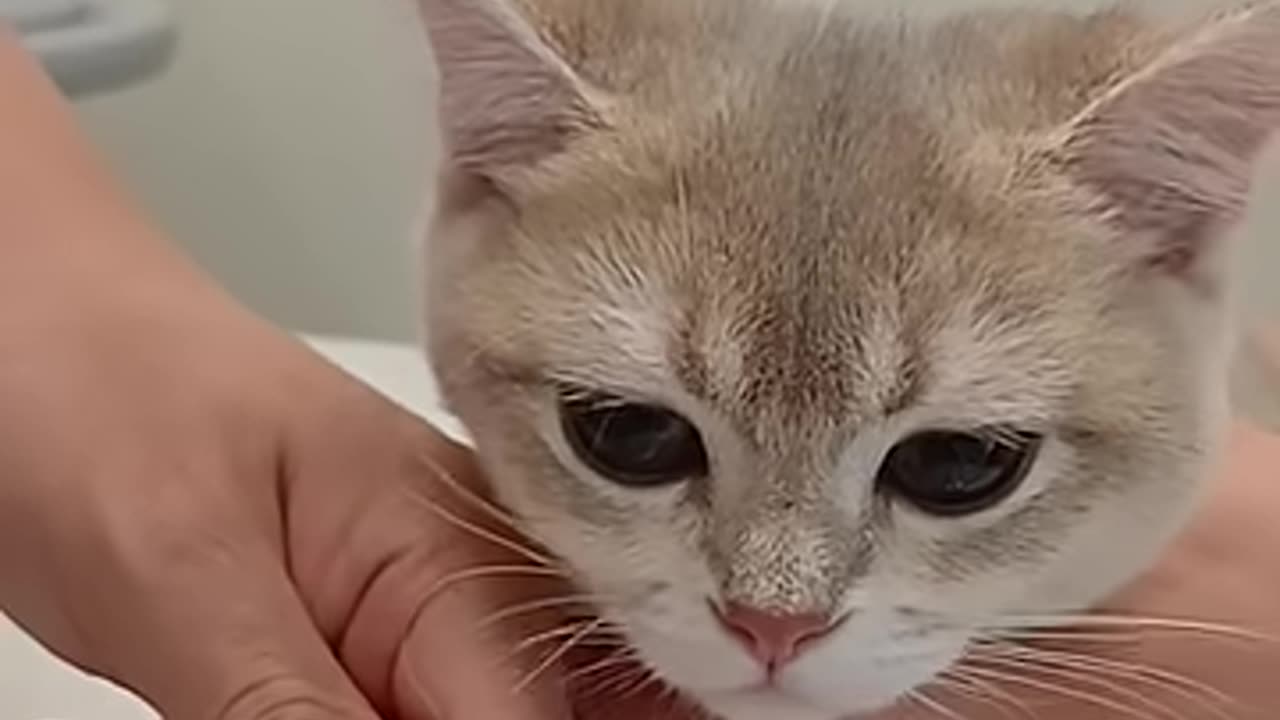 Cat hospital 고양이 병원 kitten medication