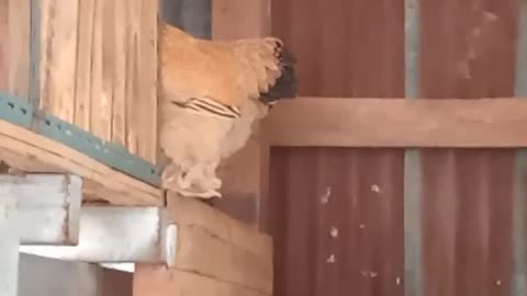 2026 0120 Lizard, snake worm, chickens Wyandot