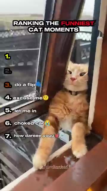 Cute Cats, Funny Moments