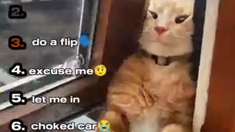 Cute Cats, Funny Moments