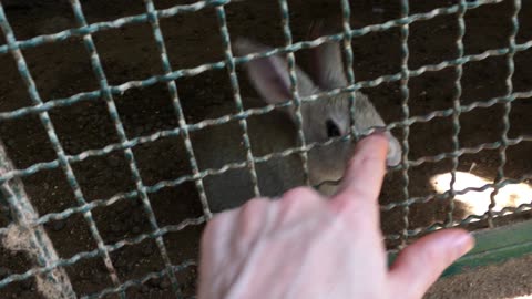 Rabbit & Eland Feeding @ Puerto Vallarta Zoo (Jalisco, Mexico) 17