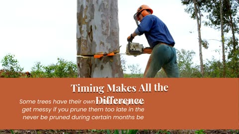 Professional Tree Care Services in North Carolina | DC Tree Cutting