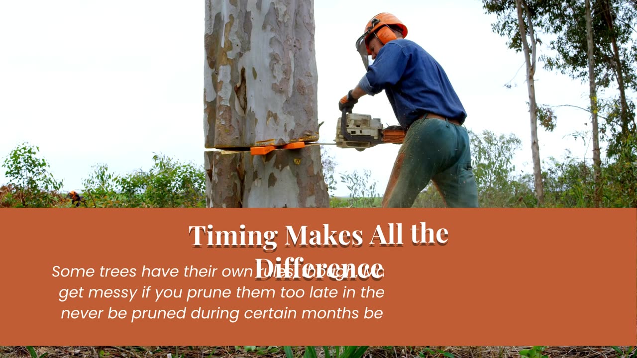 Professional Tree Care Services in North Carolina | DC Tree Cutting