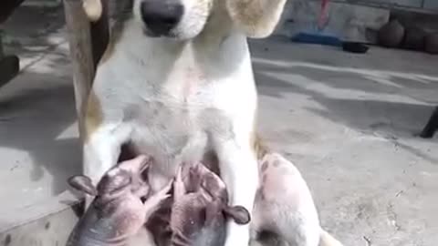 Funny videos of dogs 🐕🥰🌹