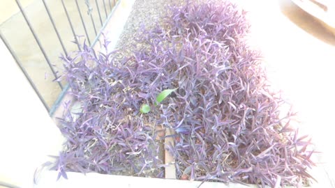 Green leaves growing within purple leaves! Door also makes funny sound in awe of plants