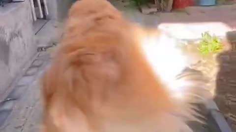 Funny walk