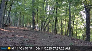 The Woods – 06/11/2025