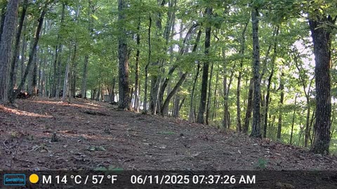 The Woods – 06/11/2025