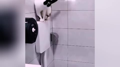 Funniest Cat And Dog 😺🐶 Video 2025