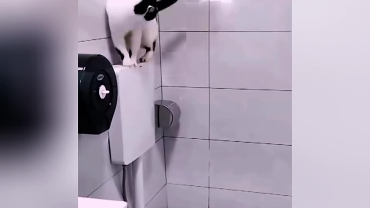 Funniest Cat And Dog 😺🐶 Video 2025