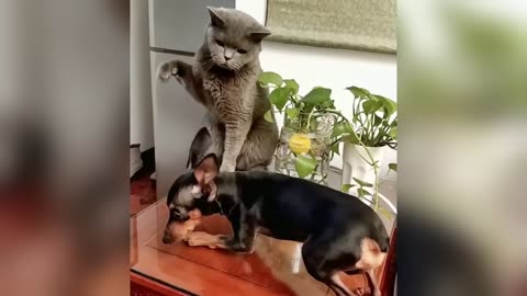 Funny videos