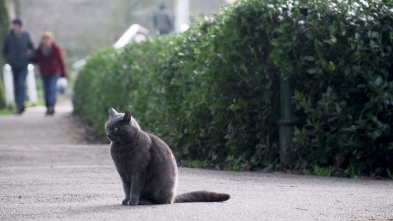 Cat sitting on the street