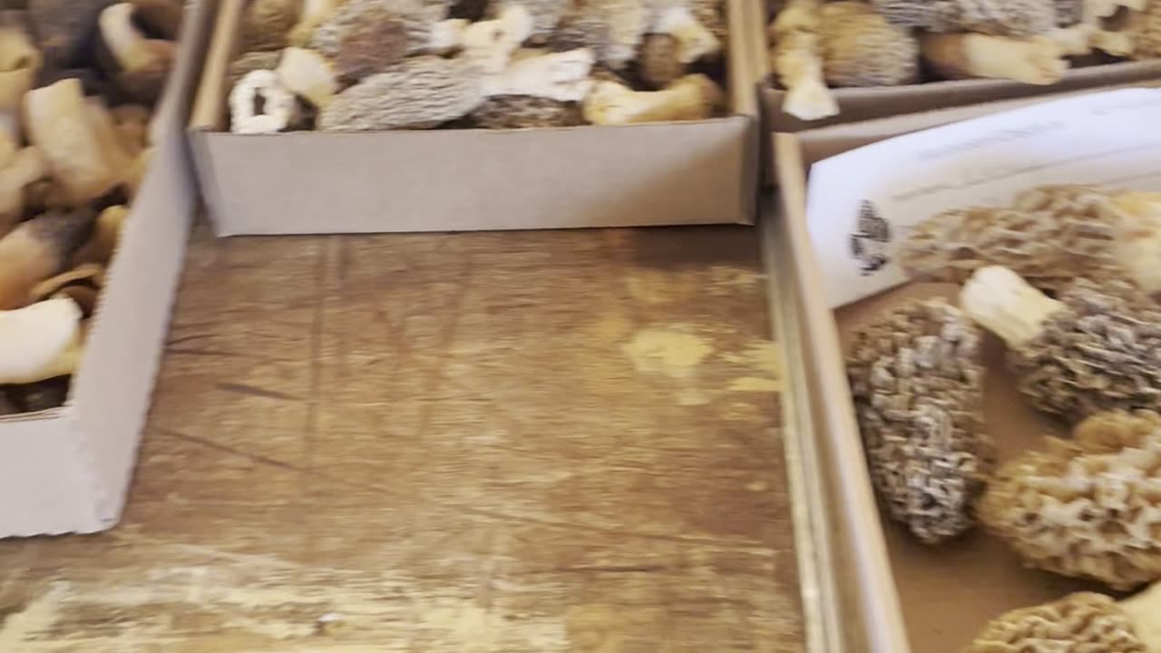 Hillsdale Co Mushroom Fest 2025