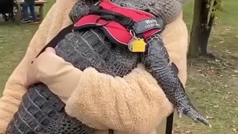A couple saved a baby crocodile and then this happened ❤️