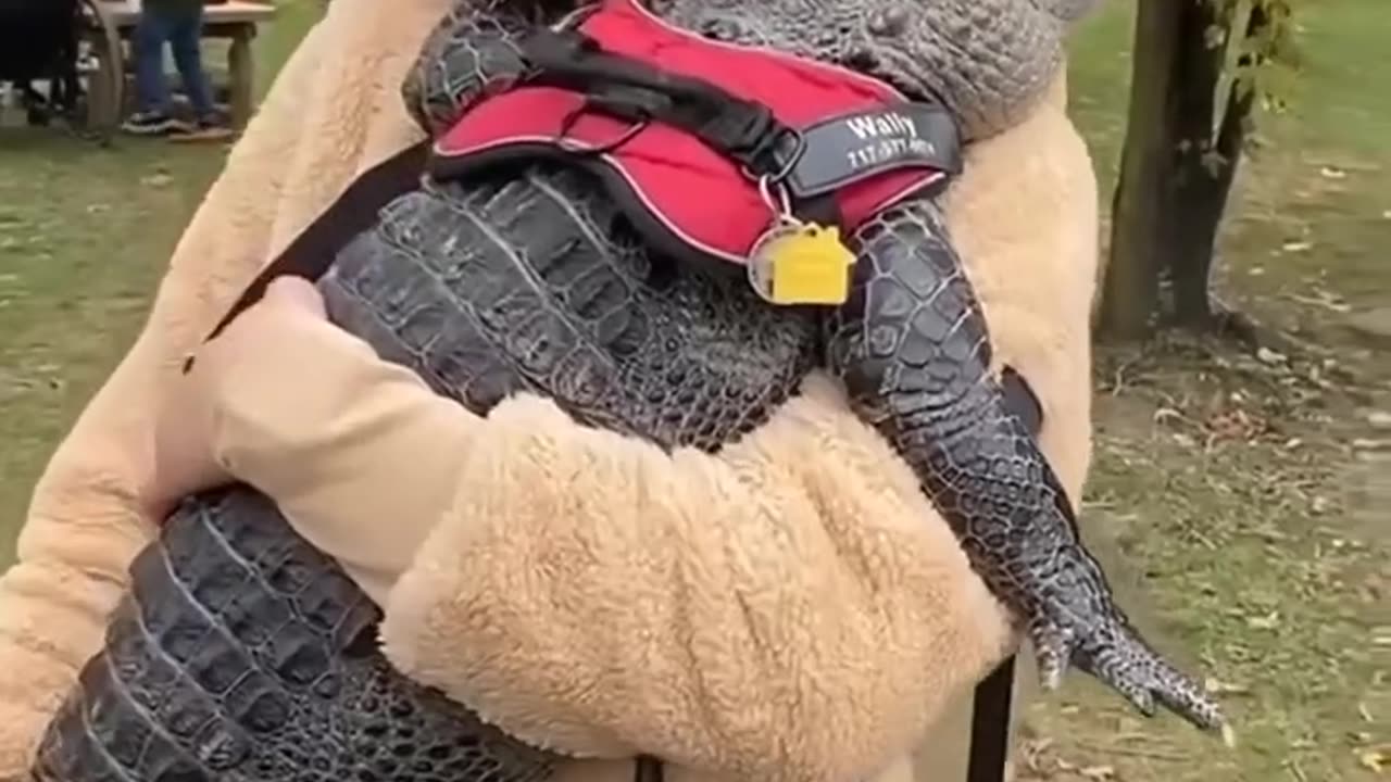 A couple saved a baby crocodile and then this happened ❤️