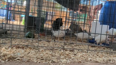 Chicken