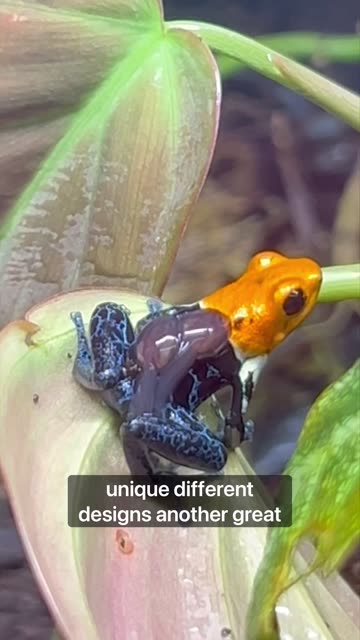 My 3 Favorite Animals For Terrariums!
