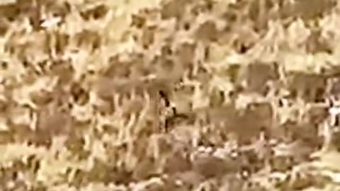 A giant caught on camera in Kandahar!