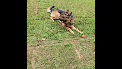 Sable german shepherd.