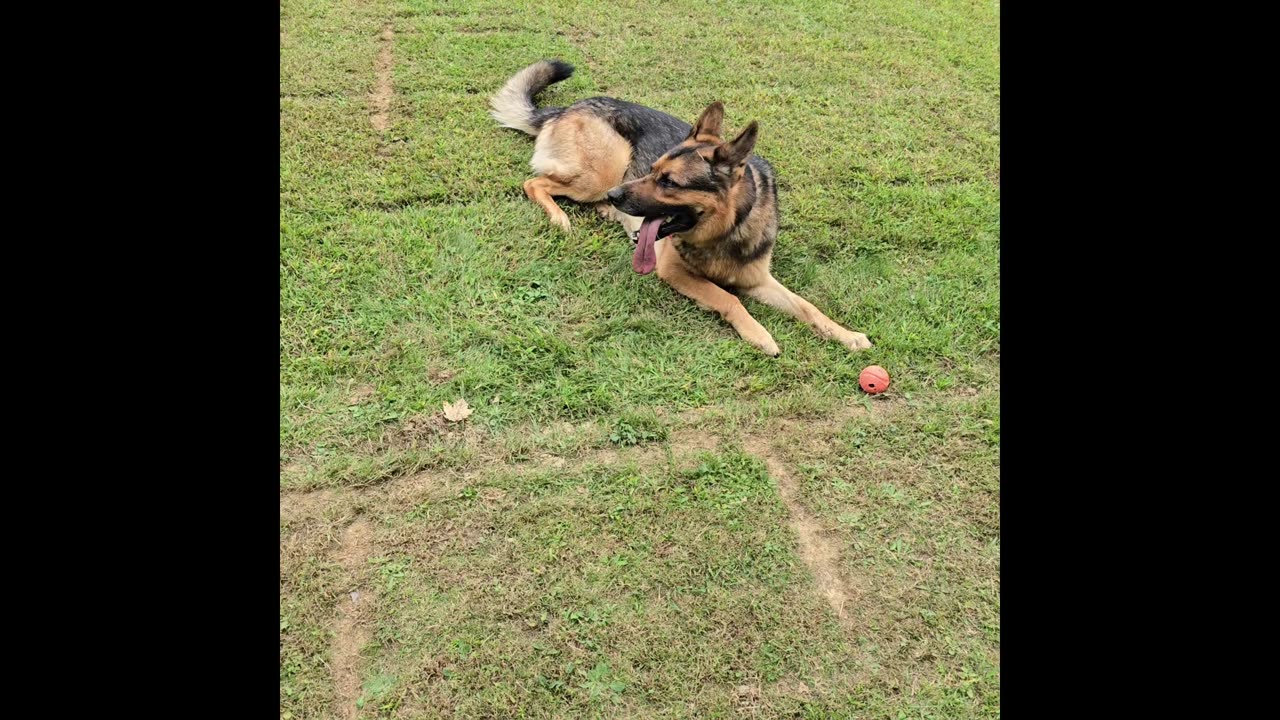 Sable german shepherd.